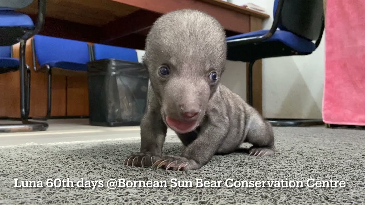 Sun Bear Cub | 2 Months Old Baby Sun Bear - Luna | BSBCC