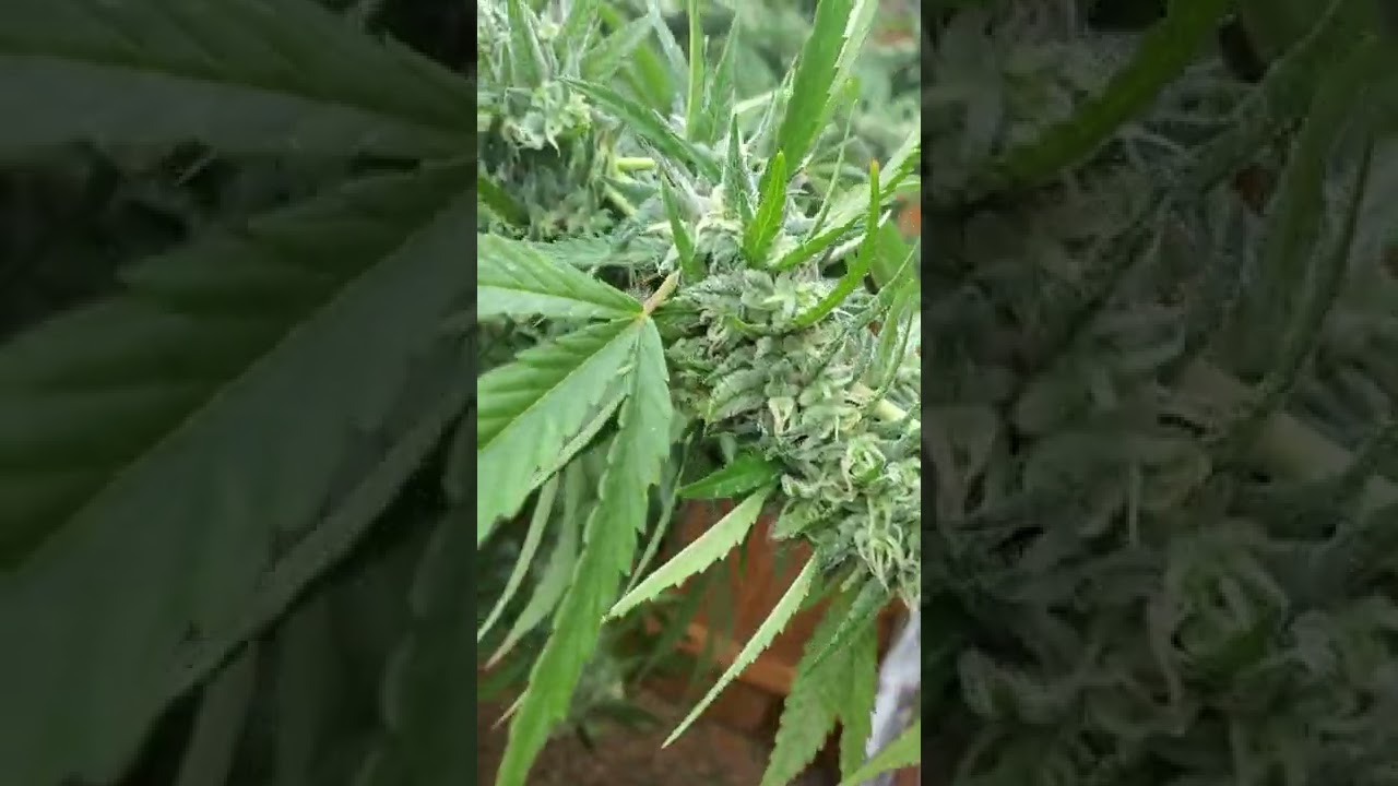 2022 outdoor grow in the 757 ,this plant is the jmo we have been growing and she is a beast so far!