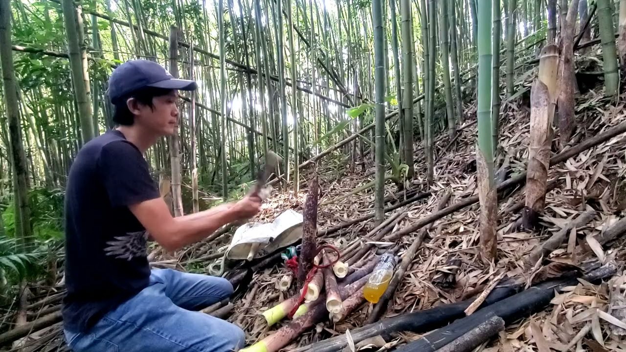 我是如何拔桂竹筍？How I picked osmanthus bamboo shoots/瑀爸YingziJin_110