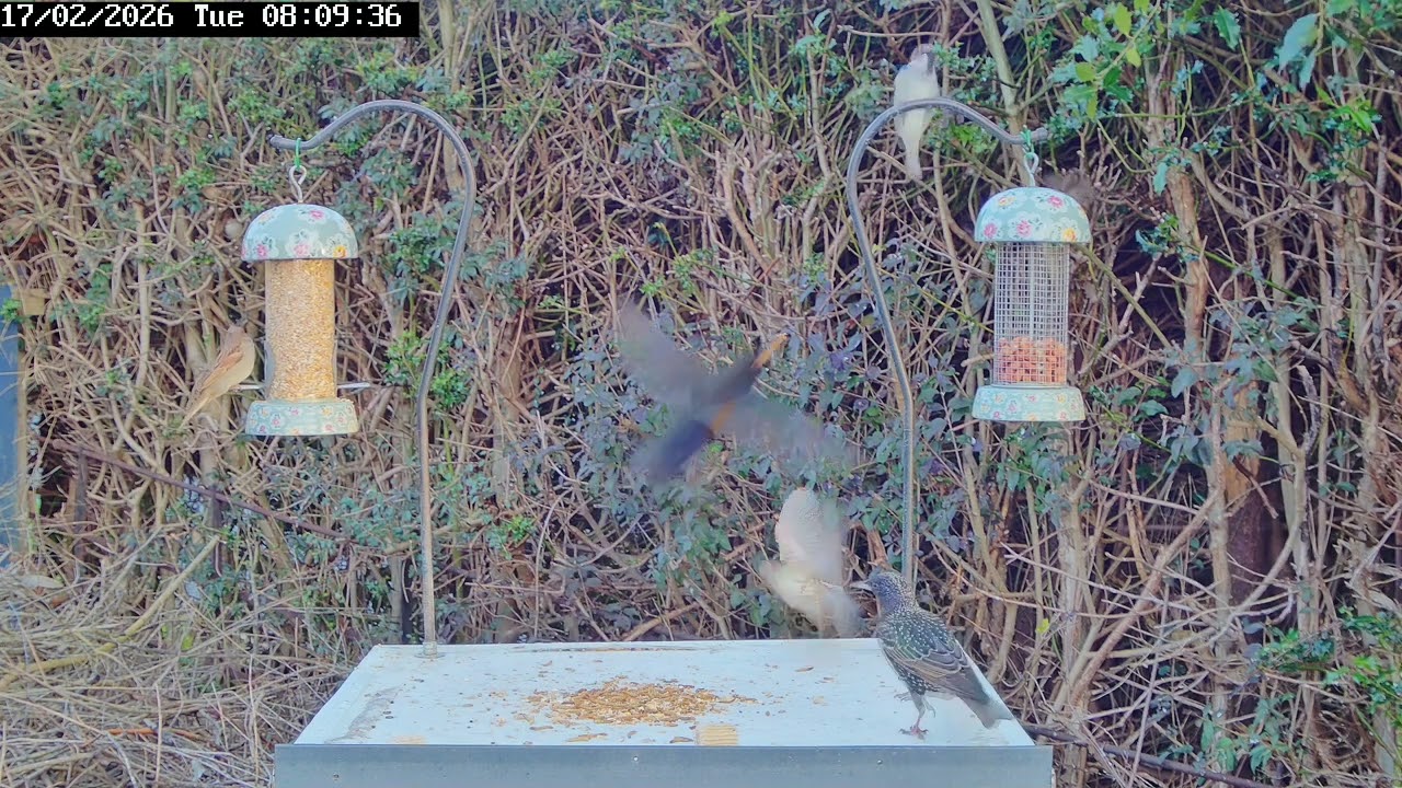 Back garden birds, 17th February 2026