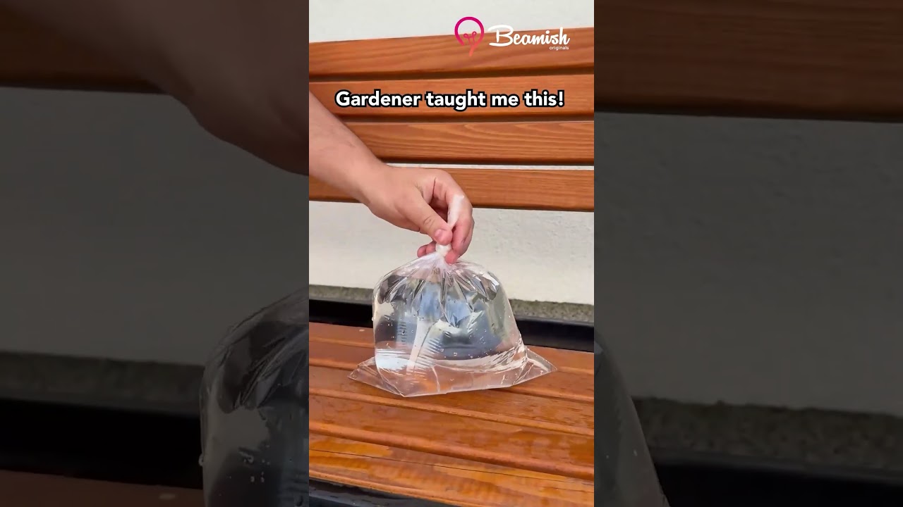 Plastic bag plant watering trick 🌱#plastic #plants #tricks