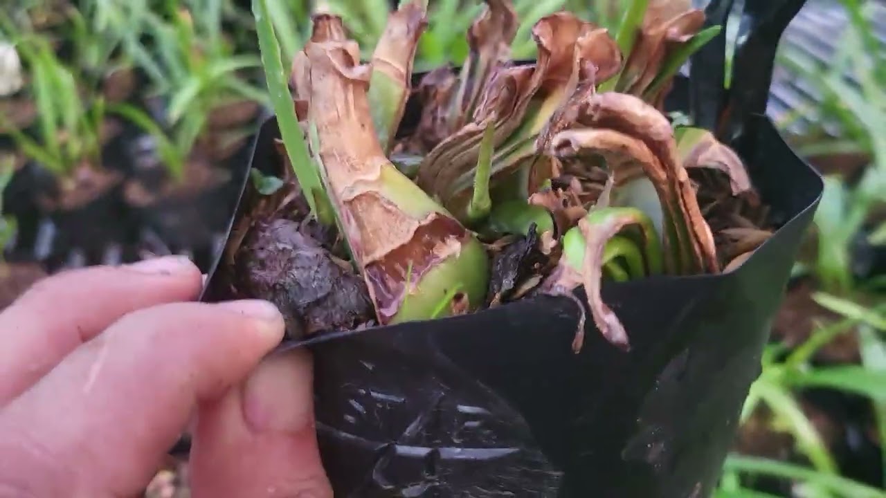 Kỹ thuật trồng sau khi chẻ củ lan huệ...
