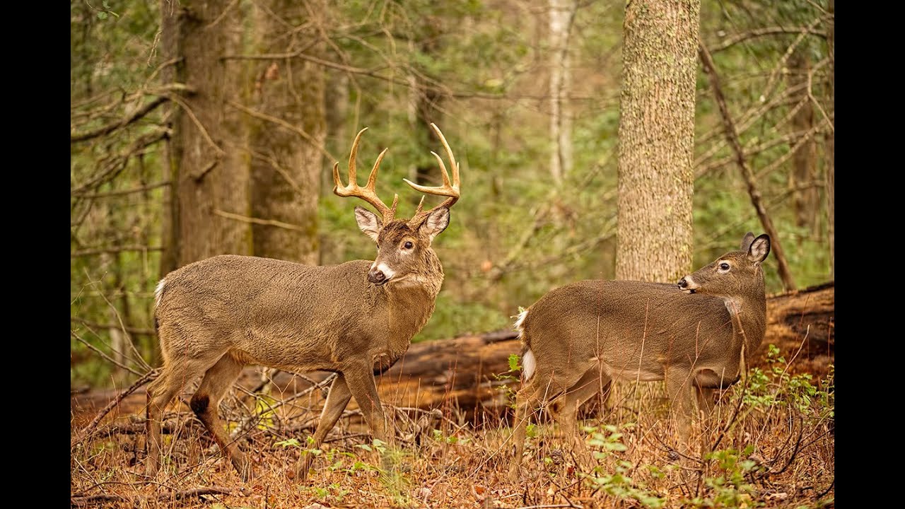 Whitetail Deer Buck and Doe Rut Behavior