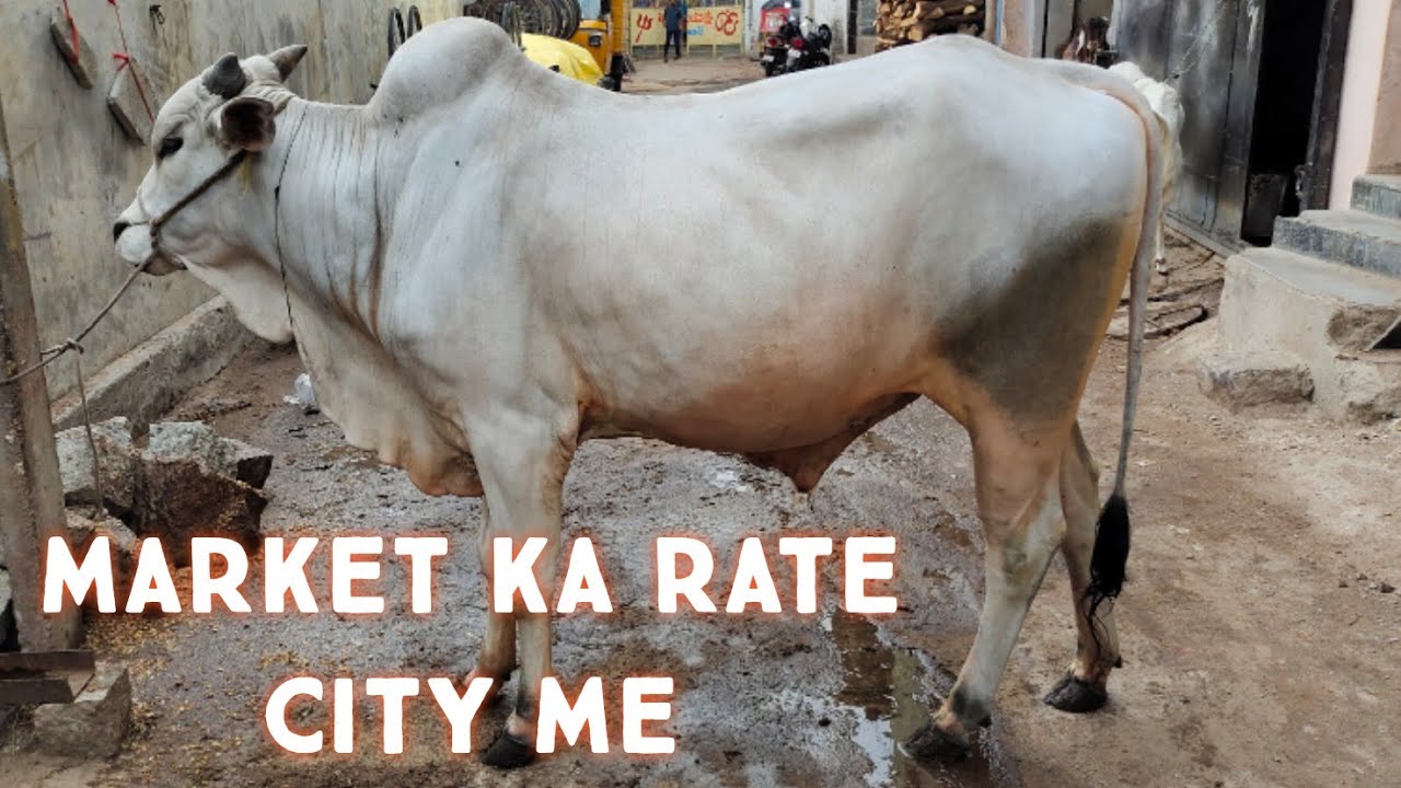 saste bulls pure Ongole bulls in Hyderabad | bade janwar in Amberpet | Sojat bakriya hyd