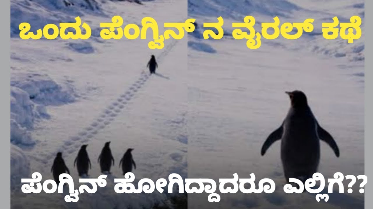 ಇತ್ತೀಚಿಗೆ ವೈರಲ್ ಆಗ್ತಾ ಇರೋ  Nihlist  ಪೆಂಗ್ವಿನ್ ಕಥೆ ಕೇಳಿದರೆ ತುಂಬಾ ದುಃಖವಾಗುತ್ತೆ!!ಒಂದು ಪೆಂಗ್ವಿನ್ ಸ್ಟೋರಿ 