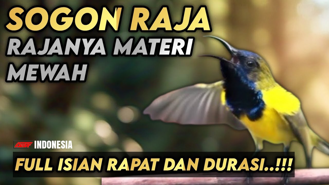 MASTERAN SOGON FULL ISIAN MEWAH MATERI KEKINIAN || Paling populer‼️