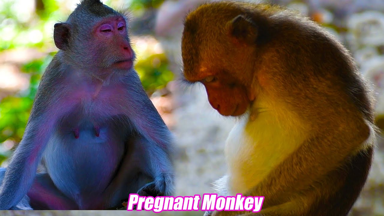Adorable wild mom monkey a pregnant nearly give a birth baby #adorablemonkeypark