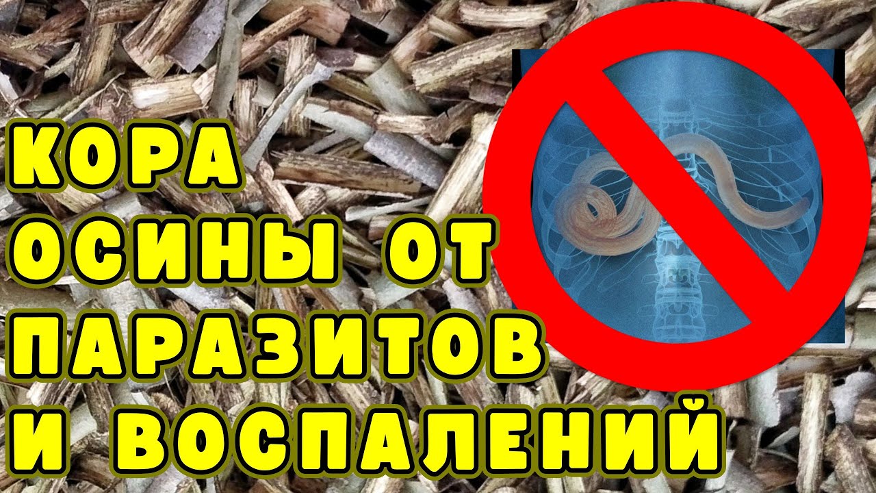 КОРА ОСИНЫ ОТ ВОСПАЛЕНИЙ И ПАРАЗИТОВ | САМЫЙ ЭФФЕКТИВНЫЙ СПОСОБ ПРИЕМА КОРЫ ОСИНЫ