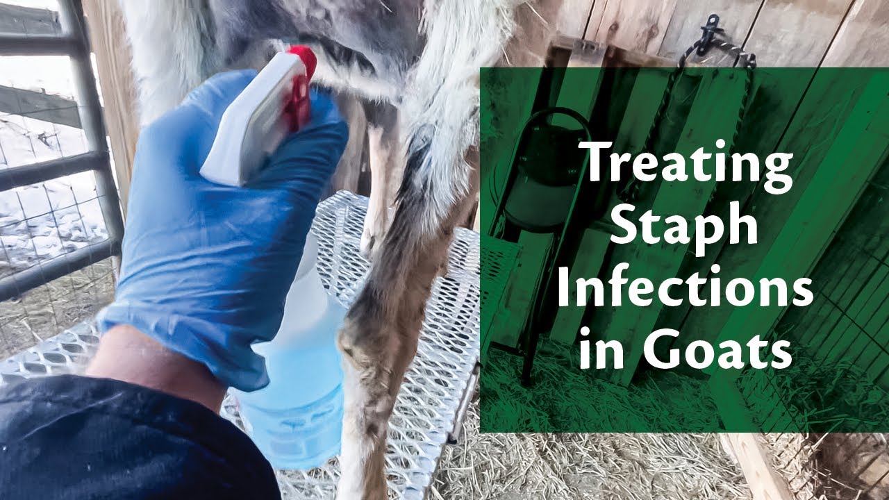 Treating Staph Infection on a Goat&rsquo;s Udder with Chlorhexidine
