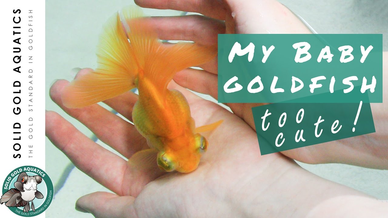 Goldfish Update // My Keeper Babies + Sad News About Sophie