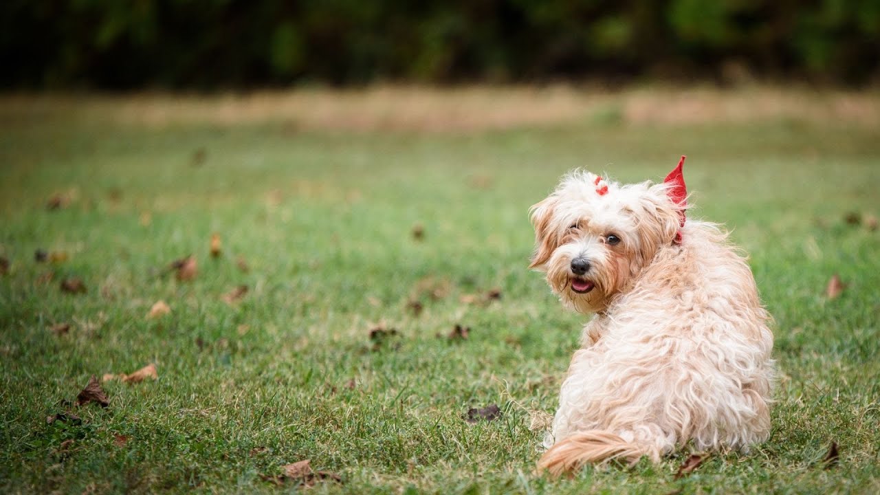 Havanese Socialization: Building Confidence and Friendliness