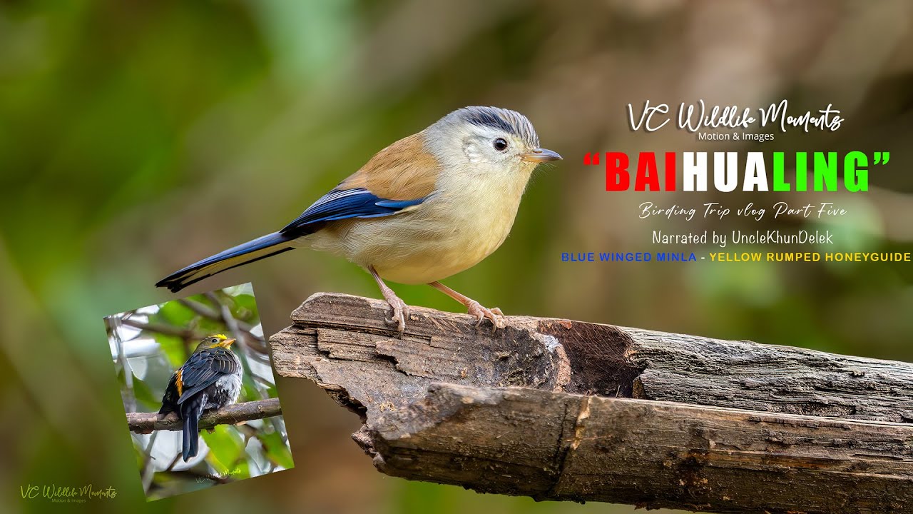 Baoshan Baihualing Birding vLOG Part Five Jan 2026