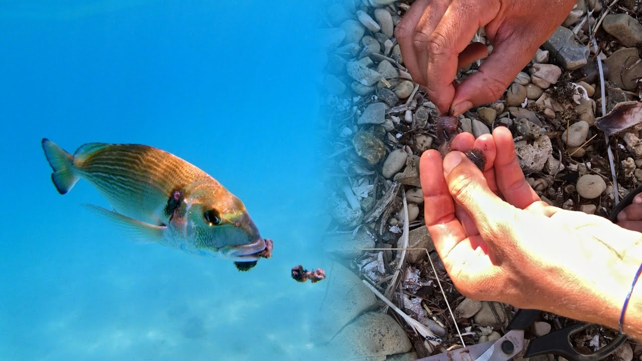 Bobbit worm as BAIT (UNDERWATER FOOTAGE)