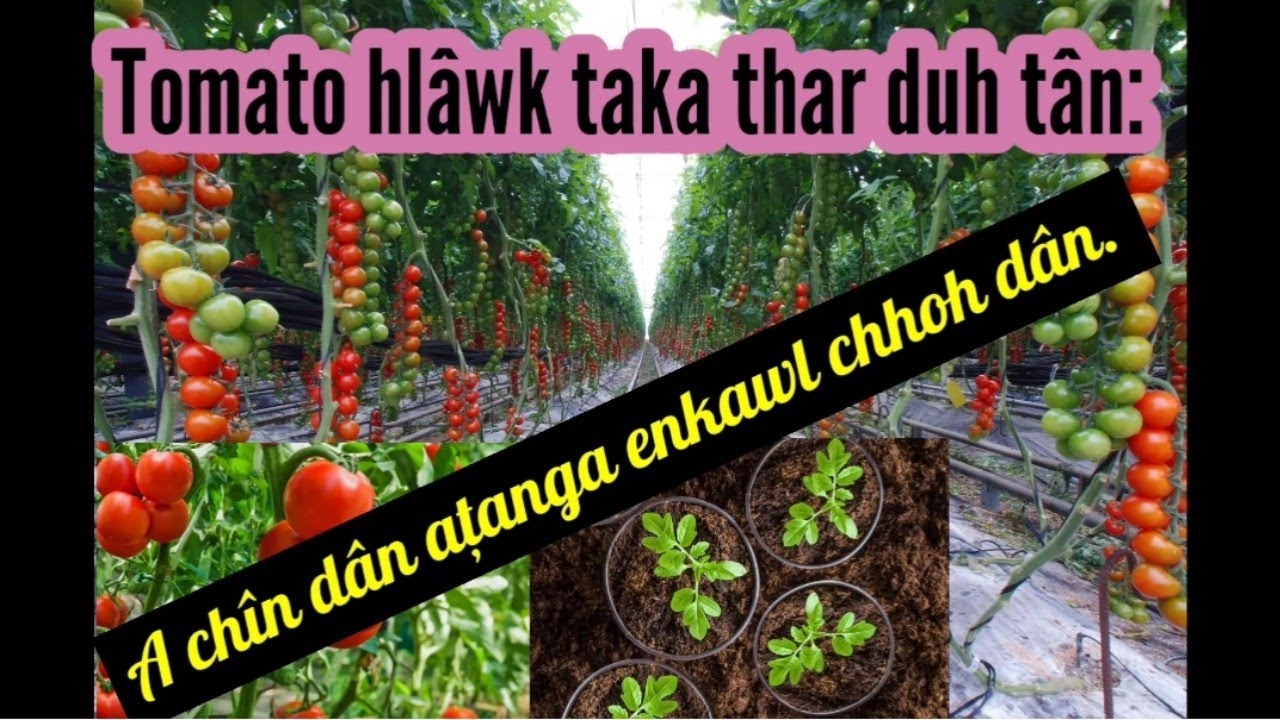 Tomoto Chîn dân țha leh Enkawl dân țha. Kut hnathawkte Tân.