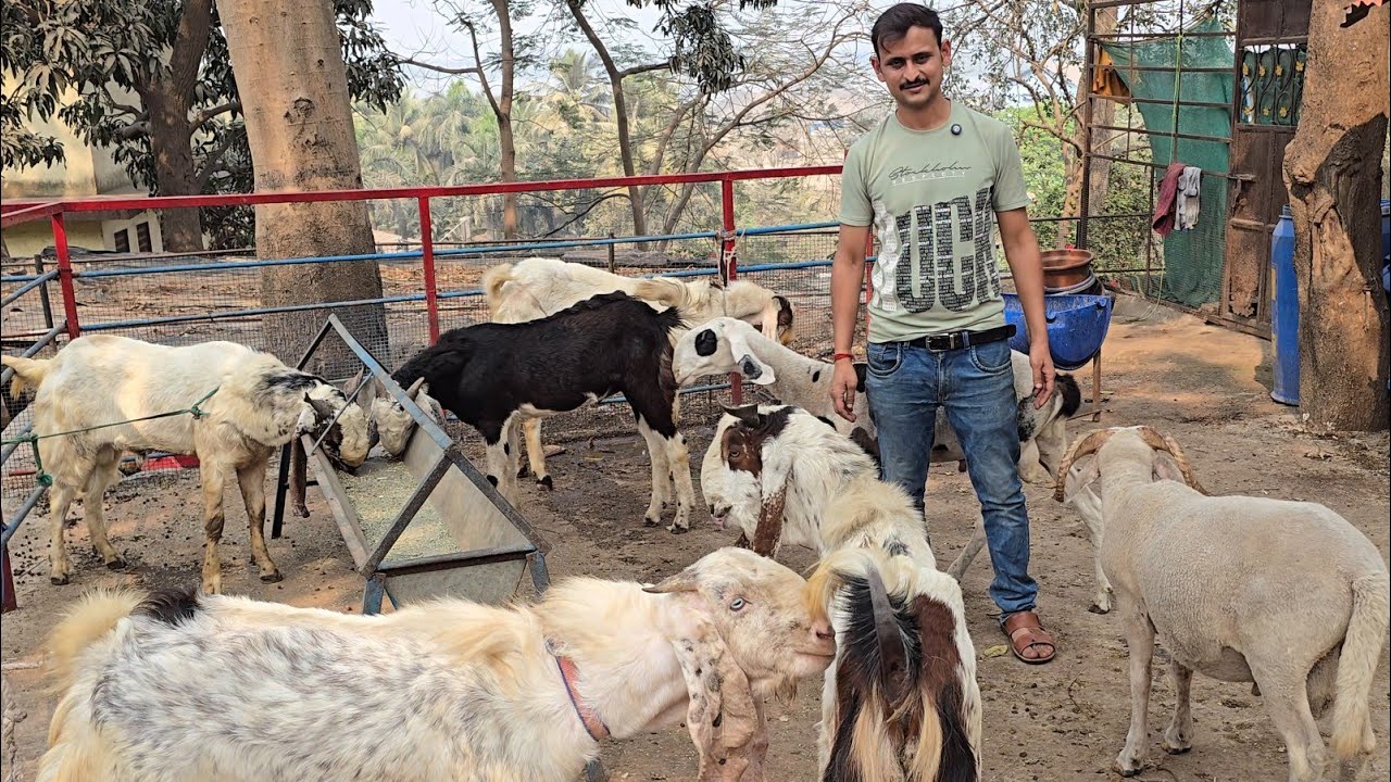Dhamaka Quality Offer Ek Number Goats Vaccinated Lo Aur Shouk Karo || AB Goat Farm Mira Road ||