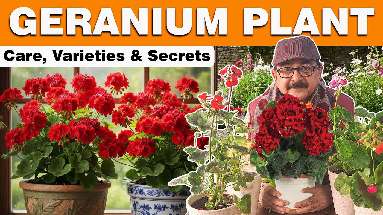 Geranium Plant Care I How to Grow and Care for Geraniums #geranium
