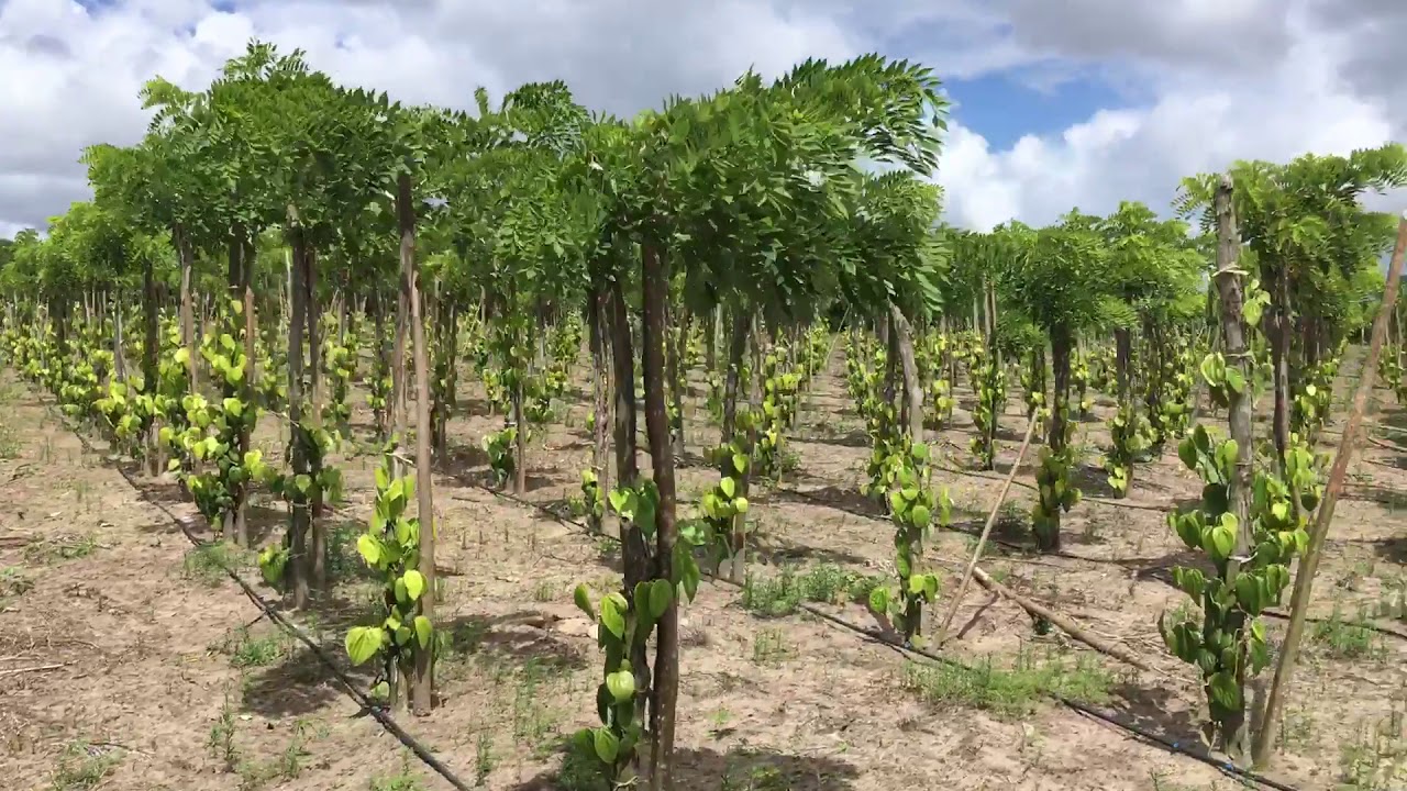 Pimenta do reino na Gliricidia com 6 meses de plantada