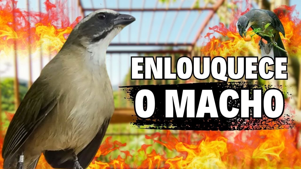 ESQUENTAR TRINCA FERRO FRIO TRINCA FERRO NO MATO MELHOR ESQUENTAR TRINCA FAZ CANTAR SEU TRINCA FERRO