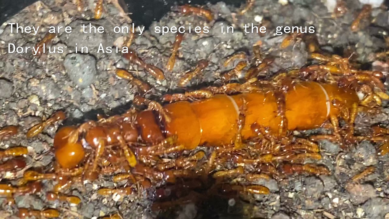 Stunning Dorylus orientalis queen ant would make you speechless