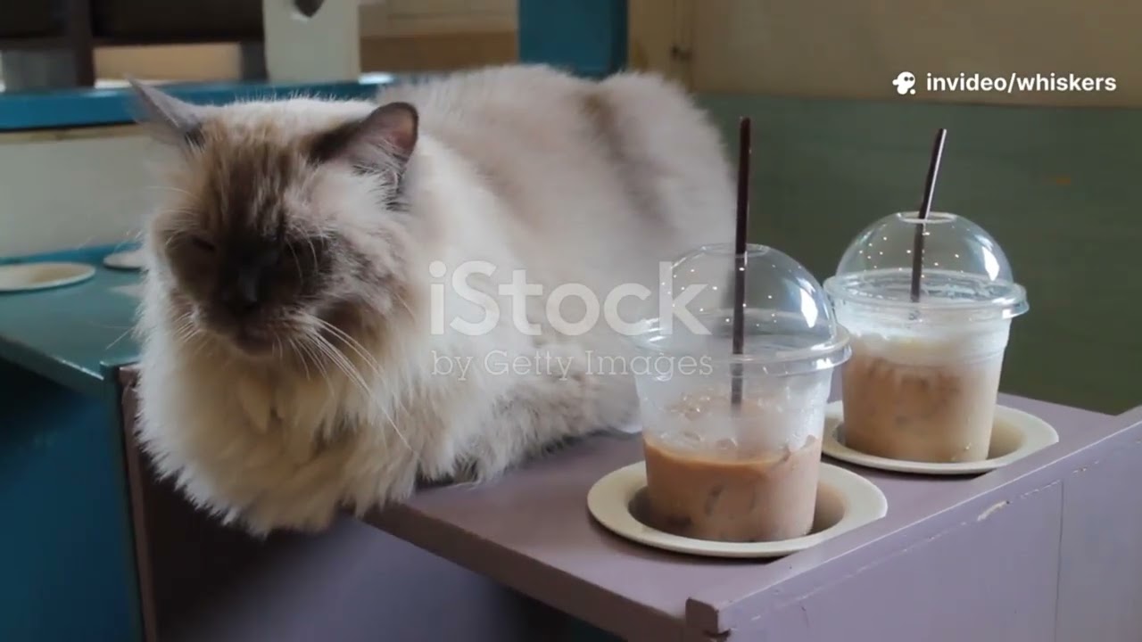 story about the cat name whiskers