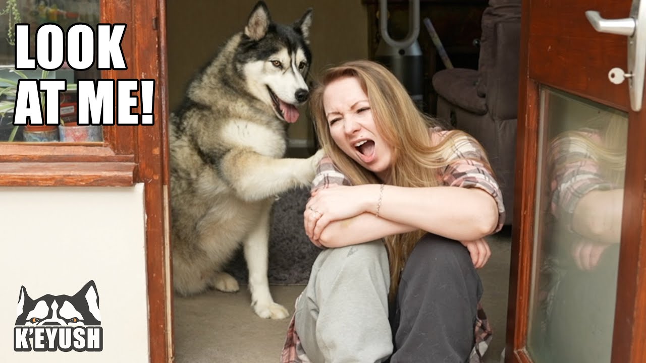 My Husky Smacks Me But Says Sorry in The Cutest Way!