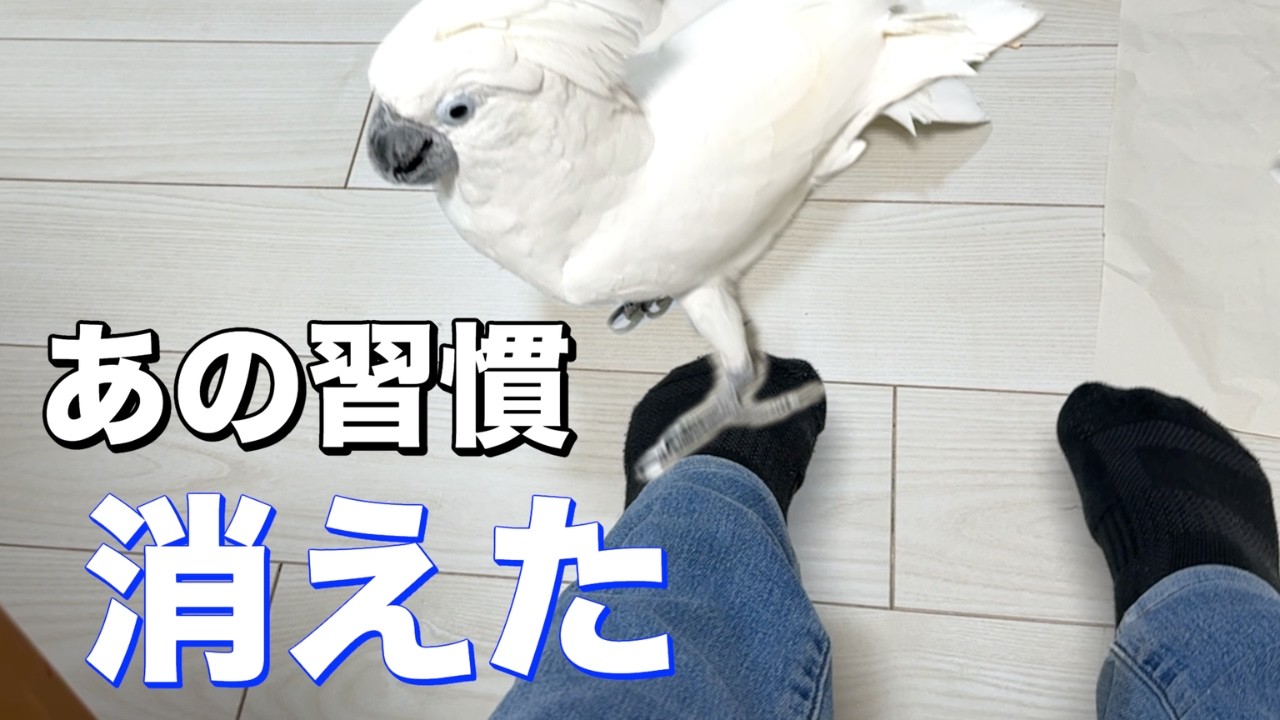 ゆきまる氏、カニ歩きで足リフト回避