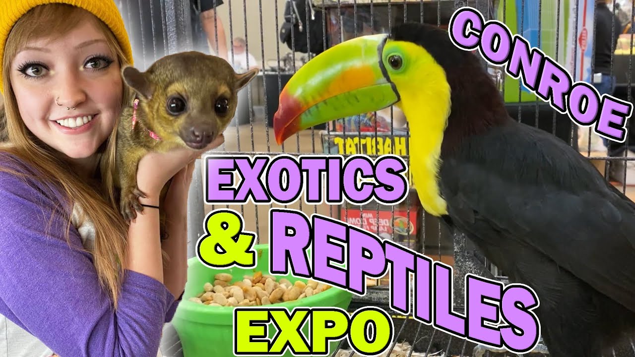EXOTIC PETS & REPTILES at HERPS Conroe, Jan. 2020