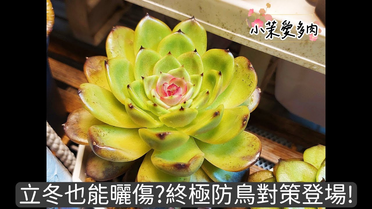 秋末冬初多肉小日常/遮陽網終於拆掉了/終極防鳥對策登場/沒想到都立冬了還能曬傷/半世紀以來的冬颱/打起精神整理肉肉|多肉植物|小茉愛多肉|