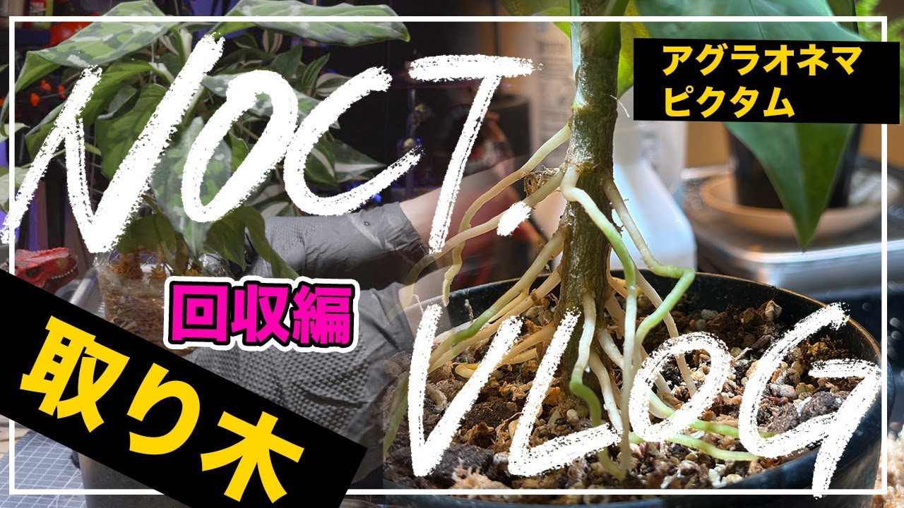 NOCT. Vlog vol.31【ノクタ園芸🌱】トリカラーの取り木、大成功