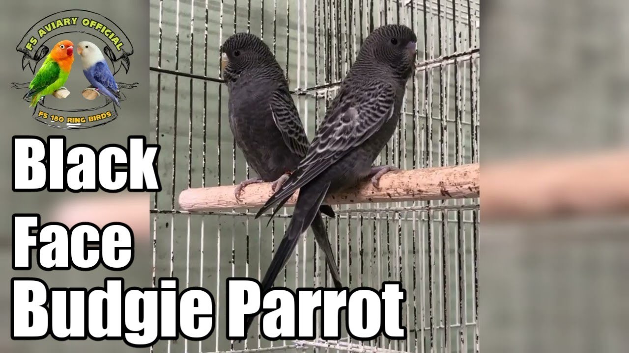 Black Face Black Wing Budgie Parrots | Black Face Black wing gray Budgie Parrots| FS Aviary Official