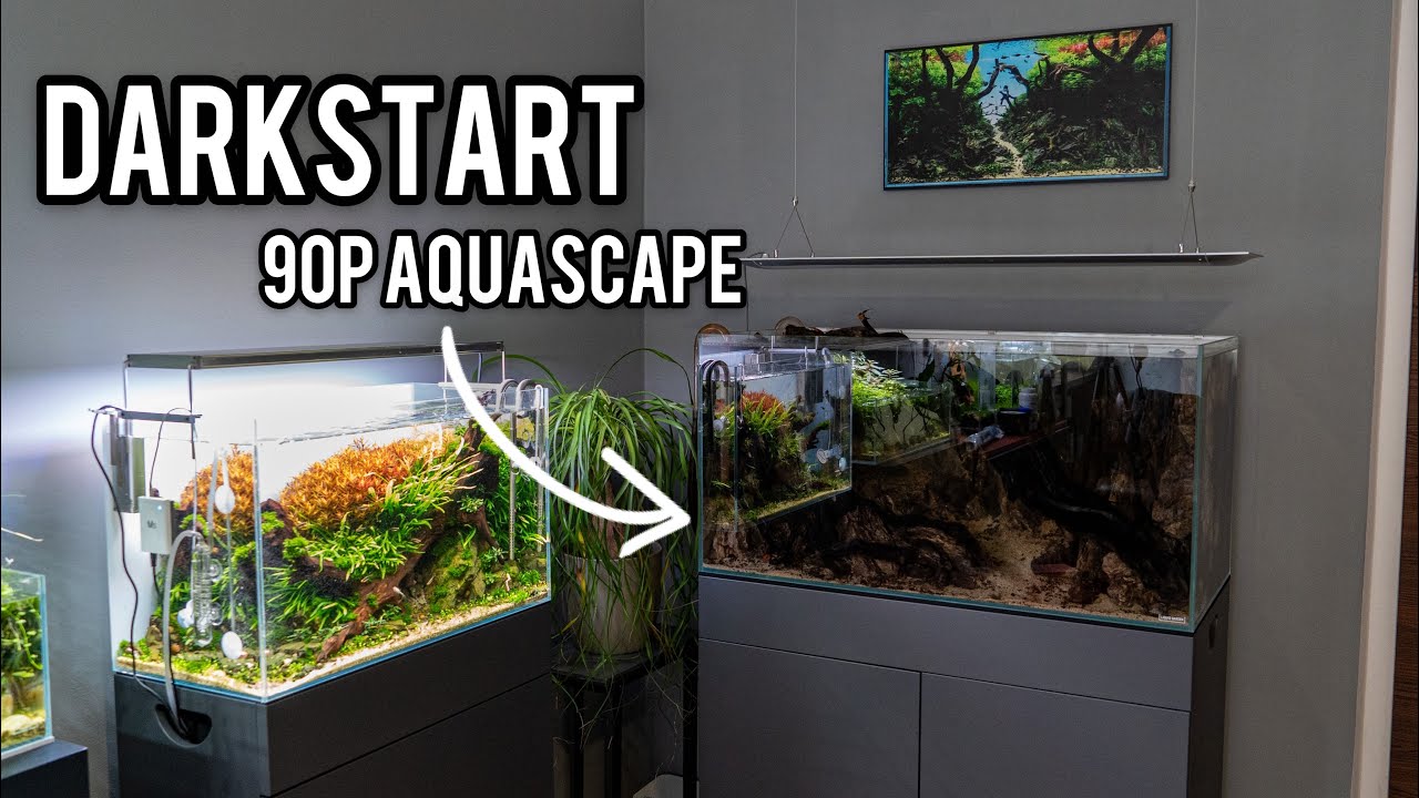 Aquascape ohne Probleme starten! Darkstart 90P | Keine Algen und wenig Wasserwechsel