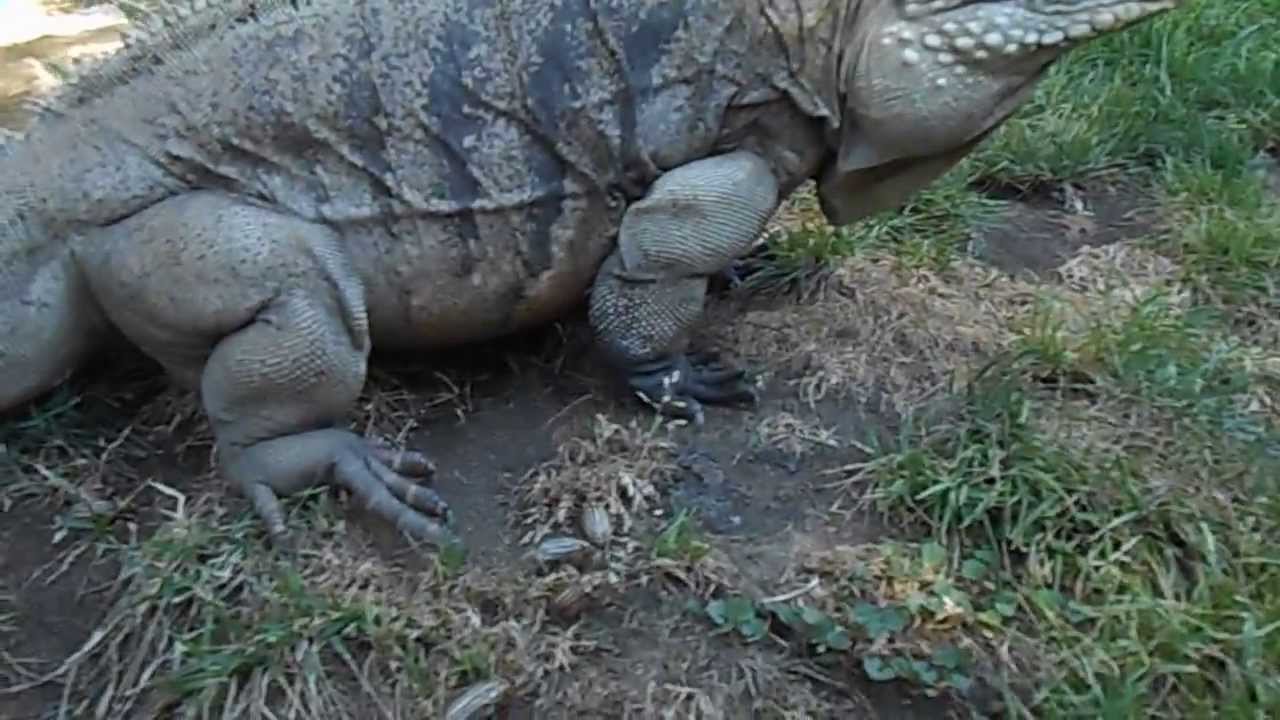Only Voice Trained Giant  Iguana in the World !!