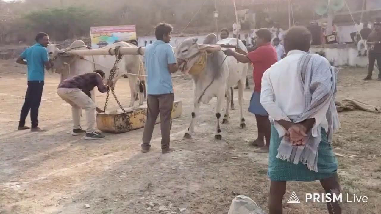 Live streaming of villageculture