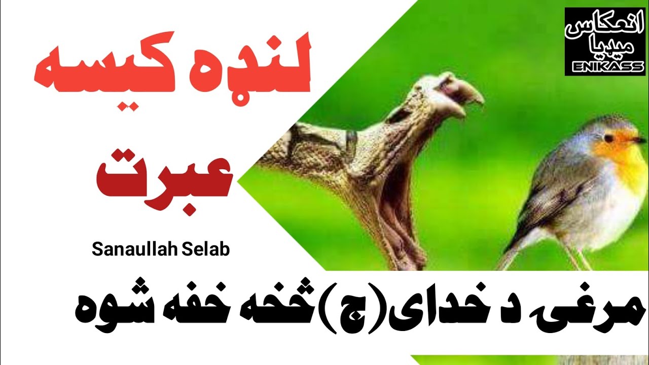 #لنډه_کیسه مرغی له الله(ج) څخه خفه وه😥