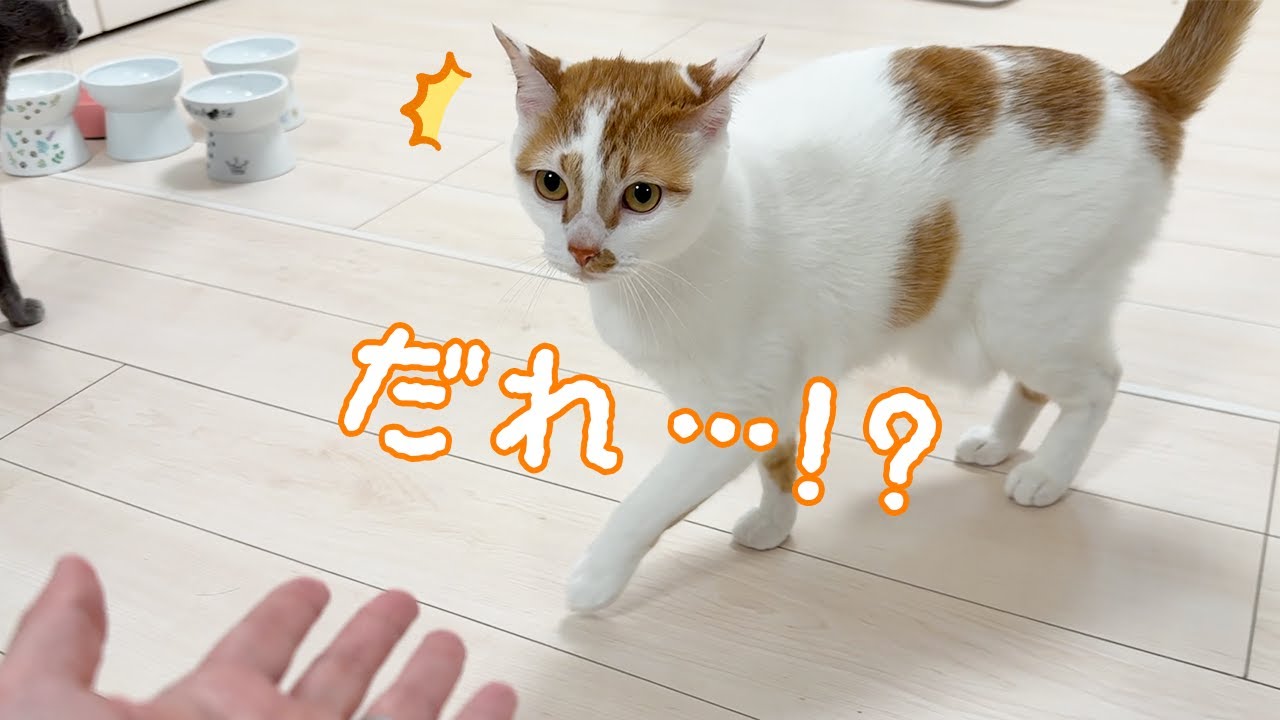 1泊2日の旅行から帰宅したときの猫たちの反応が…！