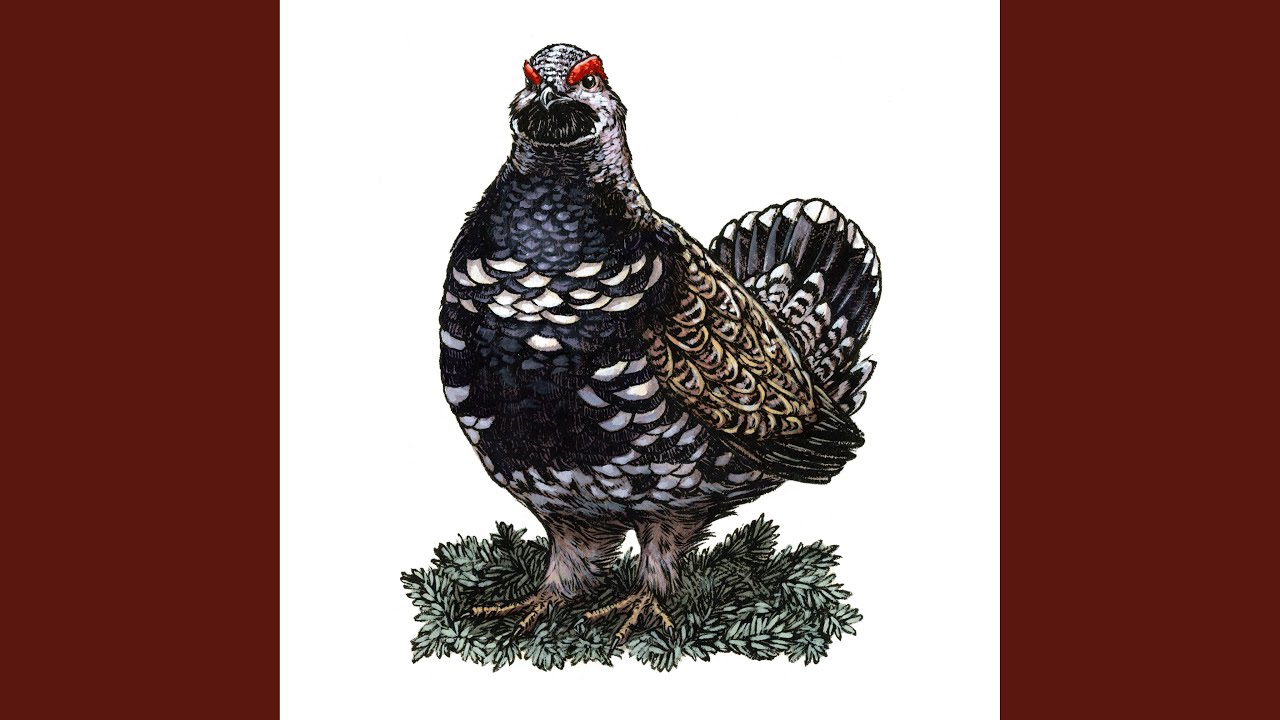 Spruce Grouse