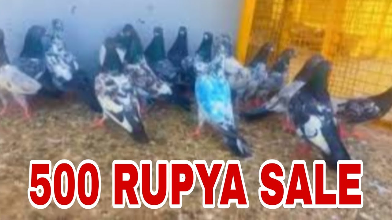 500 rupya boder walay 20 pigeon for sale dub waly golden teddy cross Kalsirsa kabootar sal amritsar 
