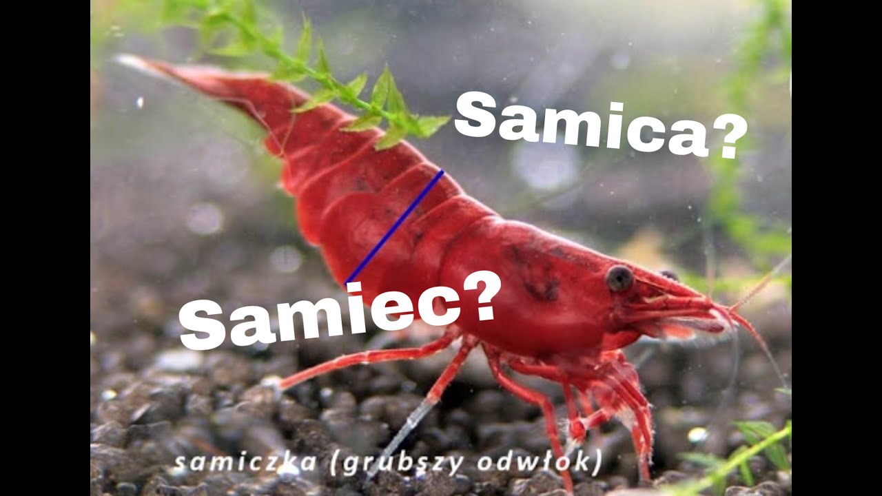 Jak rozpoznać samicę? Krewetki Red Cherry Neocardina Davidi | Krewetki