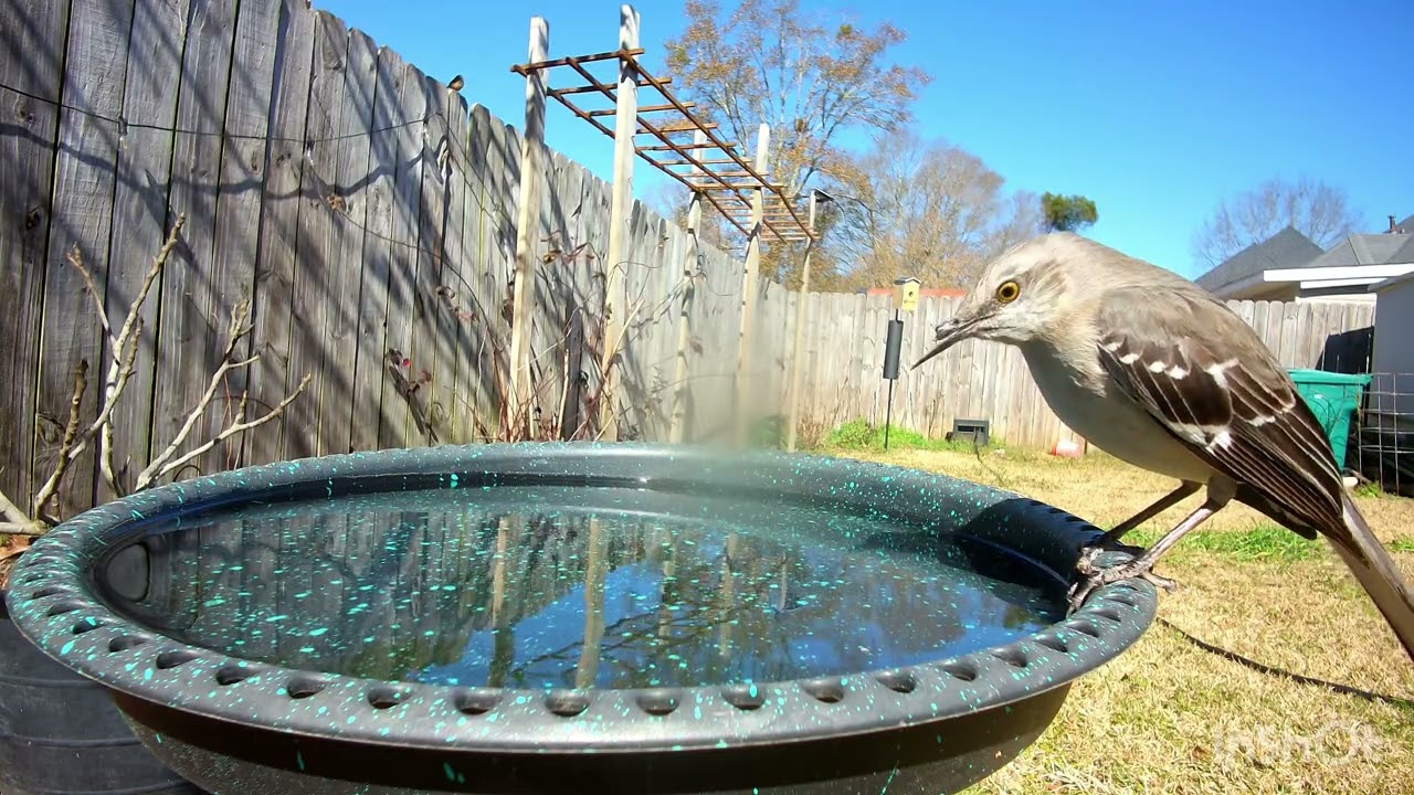 Help us name this beautiful Mockingbird 🐦 