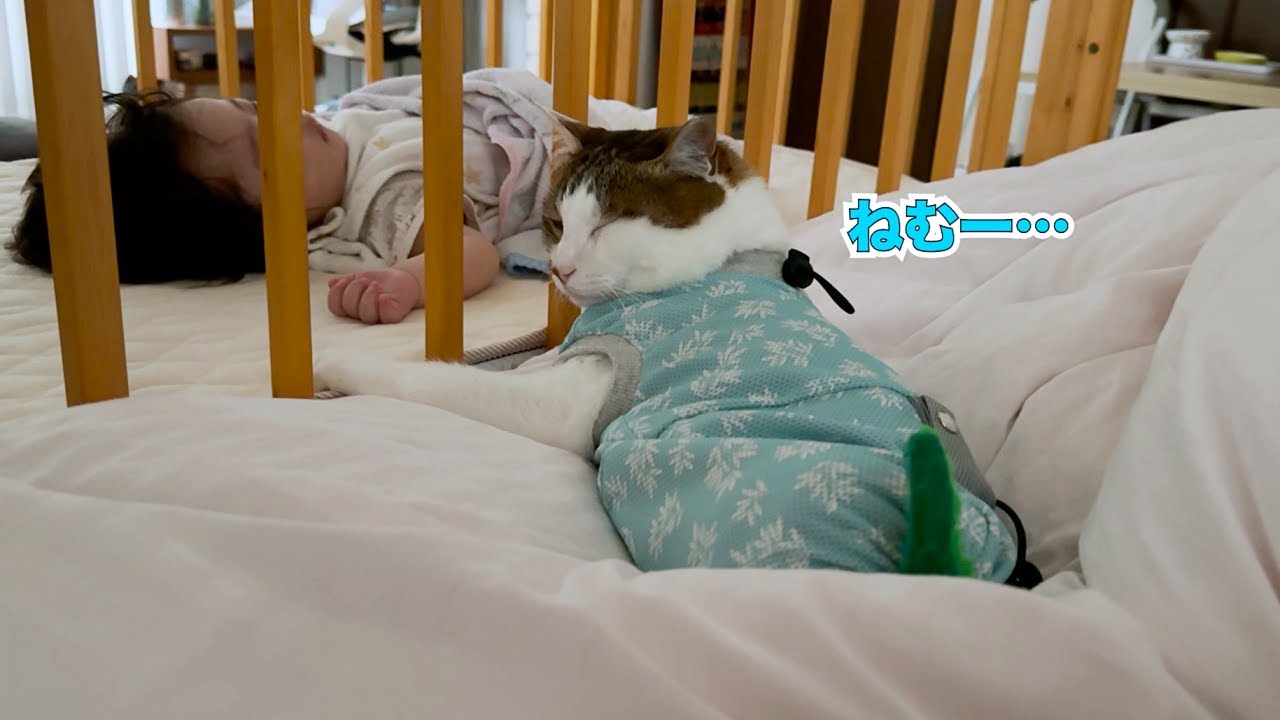早朝に泣き出した赤ちゃんを猫が上手にあやしました | エースの最近の日課