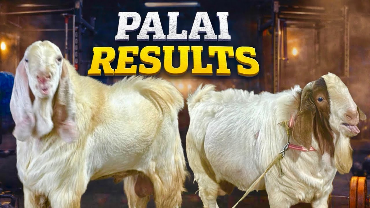 Exotic Goat Farm’s Incredible Palai Results on Andul Goats