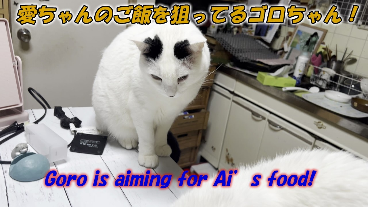 愛ちゃんのご飯を狙ってるゴロちゃん！Goro is aiming for Ai’s food!