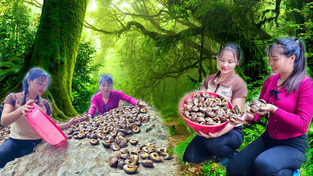 Follow the footsteps of two sisters Luyen Mai to collect wild snails - earn money from nature
