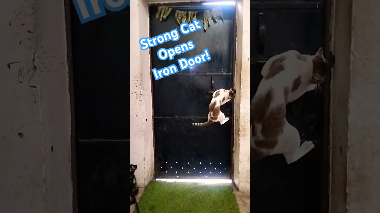 Amazing Cat Opens Iron Door!