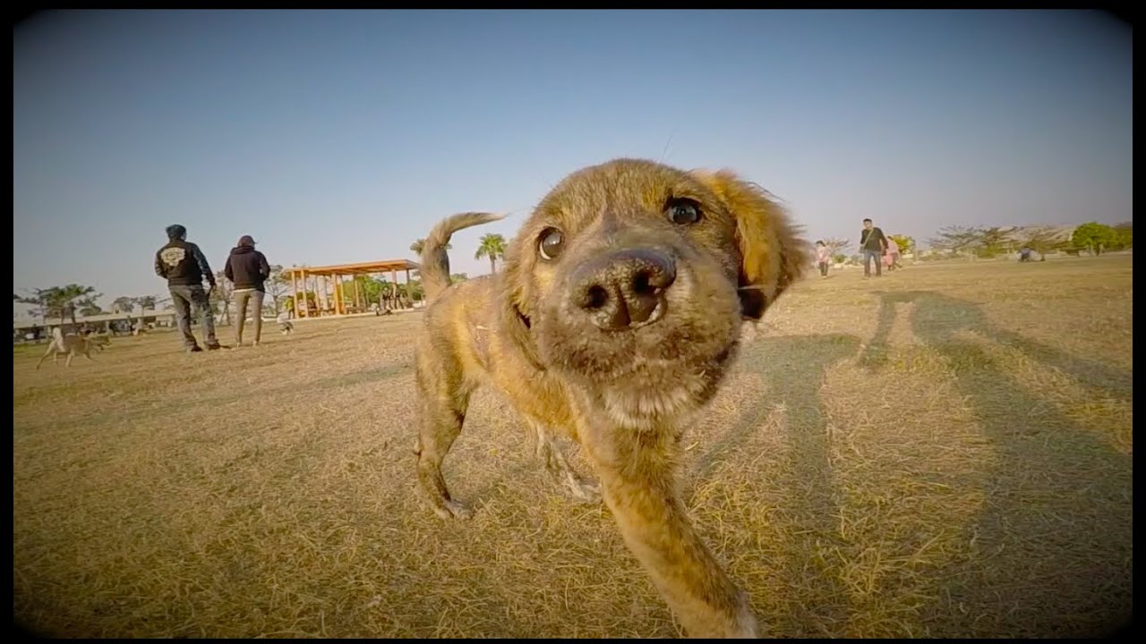 [720p] Formosan Mountain Dog - Lady meets her friends