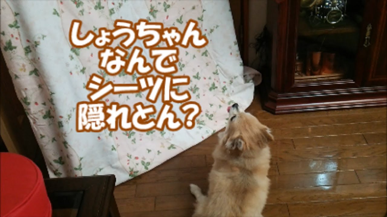 すぐキレるポメラニアン98 コンビ復活&大好きな人が消えたら…