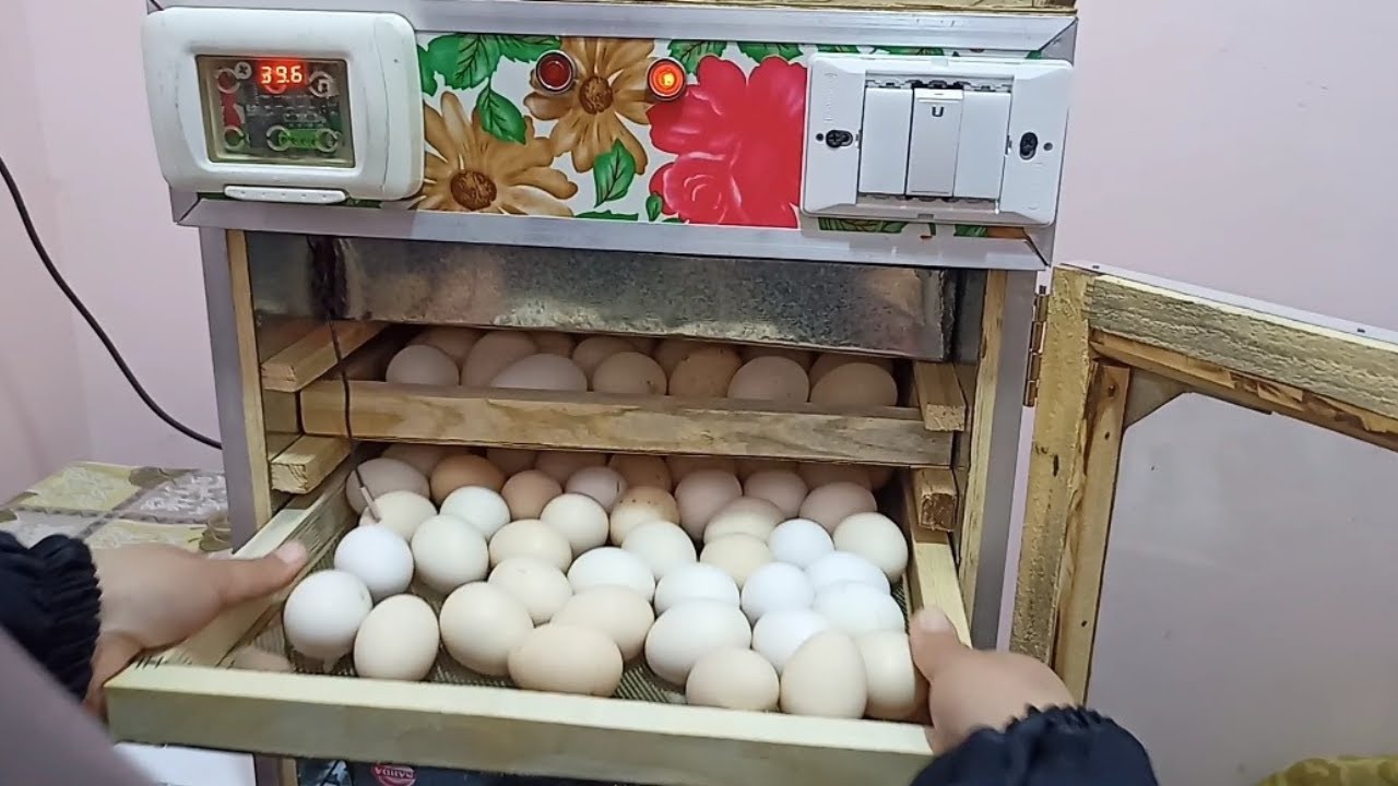 يلا نفرز بيض الفقاسه