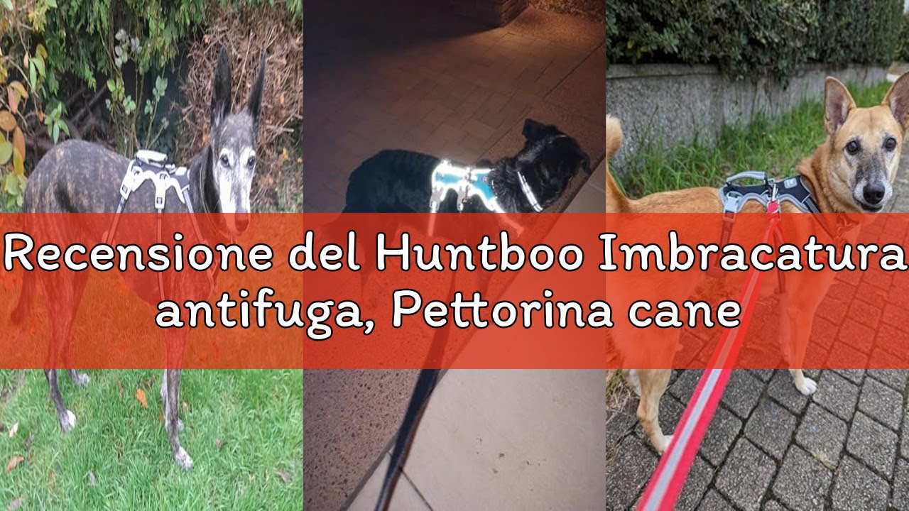 Recensione del Huntboo Imbracatura antifuga, Pettorina cane medio piccolo, Imbracatura riflettente c