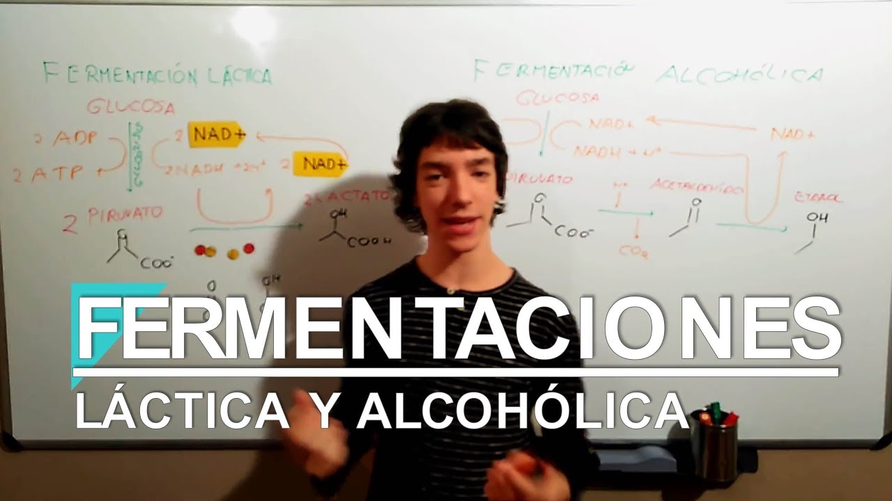 Fermentaciones L&aacute;ctica y Alcoh&oacute;lica