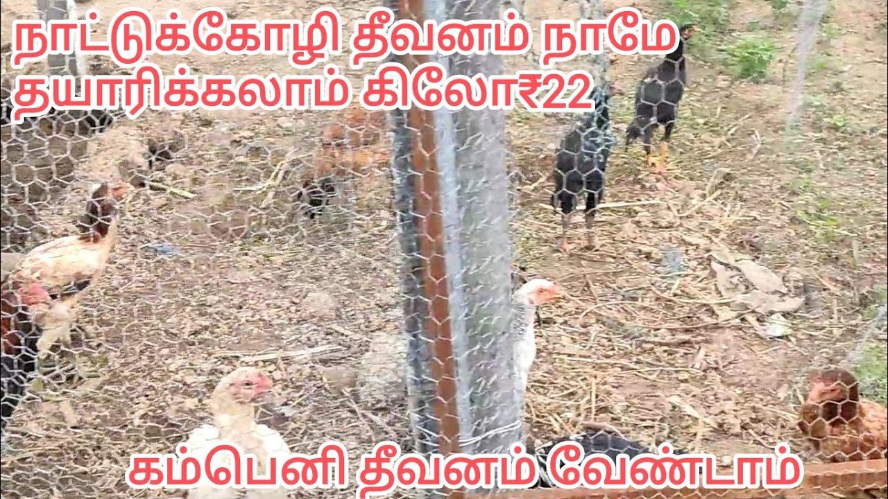 நாட்டுக்கோழி தீவனம் நாமே குறைந்த செலவில் தயாரிப்பது எப்படி? how to make low cost  chicken feed EP3